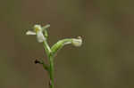 Small green wood orchid